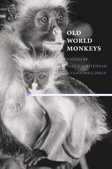 old world vs new world monkeys