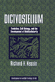 Dictyostelium