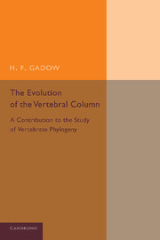 The Evolution of the Vertebral Column